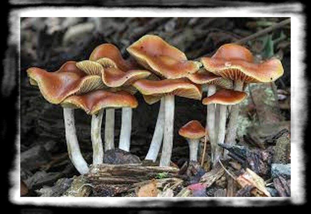 Strongest Magic Mushroom Species th Psilocybe cyanescens Beatrice Society