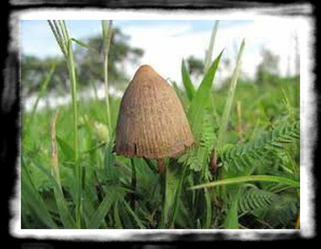 Strongest Magic Mushroom Species th Psilocybe mexicana