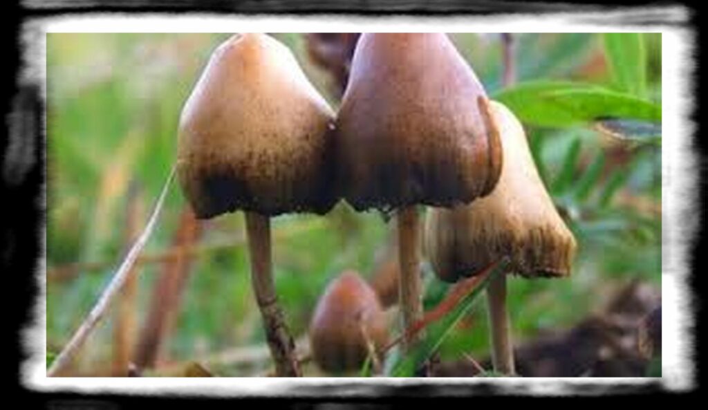 Strongest Magic Mushroom Species th Psilocybe semilanceata