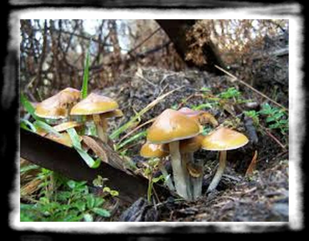 Strongest Magic Mushroom Species th QAAFI magic mushrooms