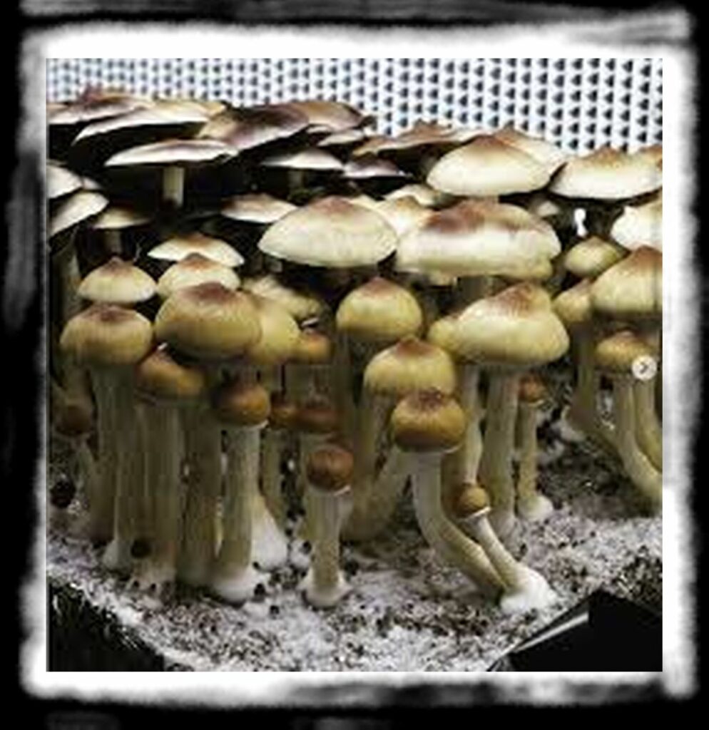 Strongest Magic Mushroom Species th Screenshot Denver Mycology C denvermycology EFBFBD EFBFBD Instagram photos and videos
