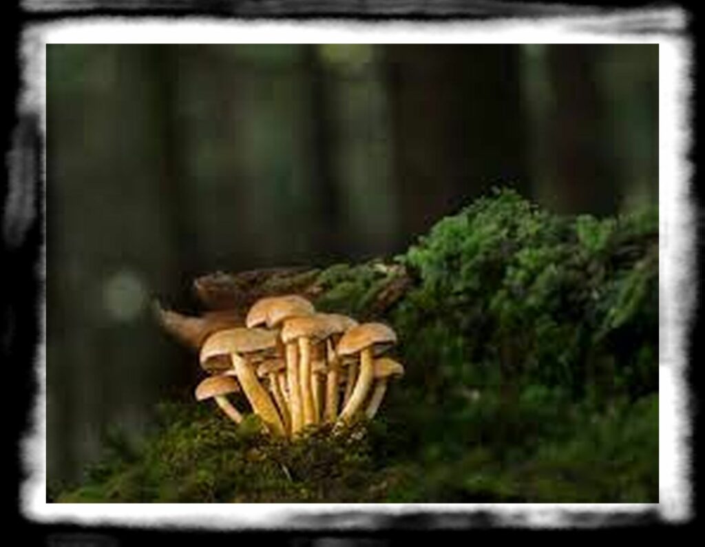Strongest Magic Mushroom Species th Strongest Mushroom Strains