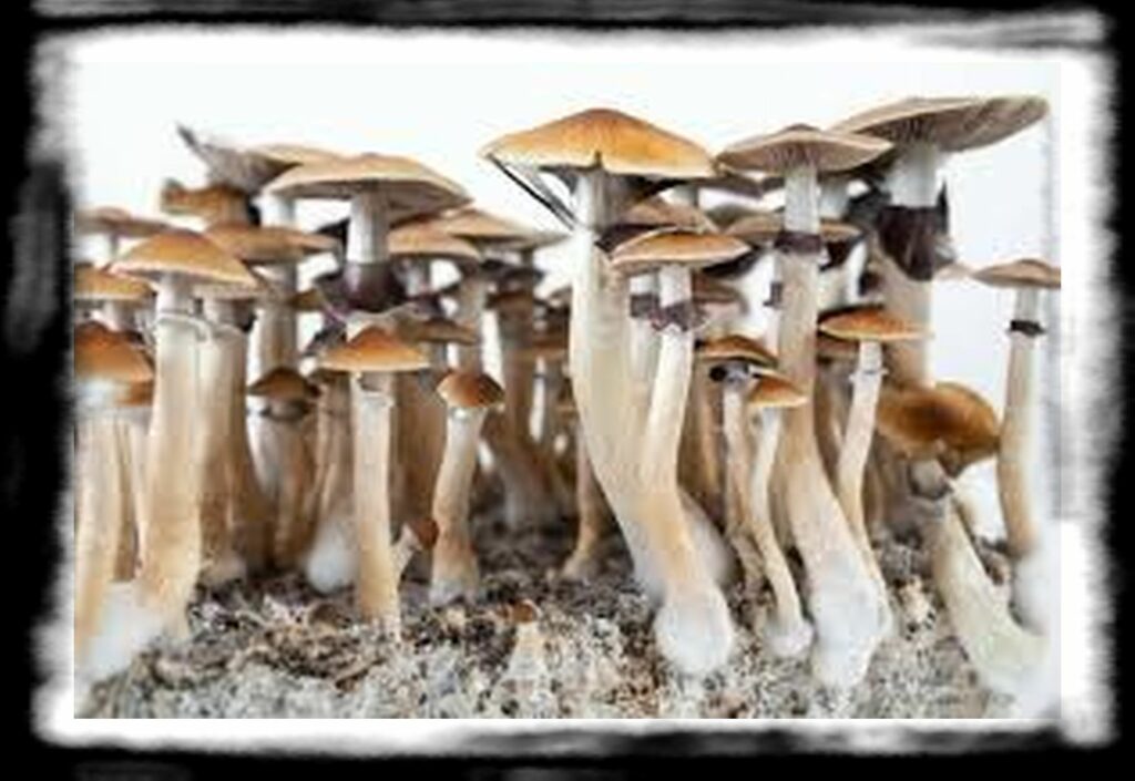 Strongest Magic Mushroom Species th Strongest mushroom strain