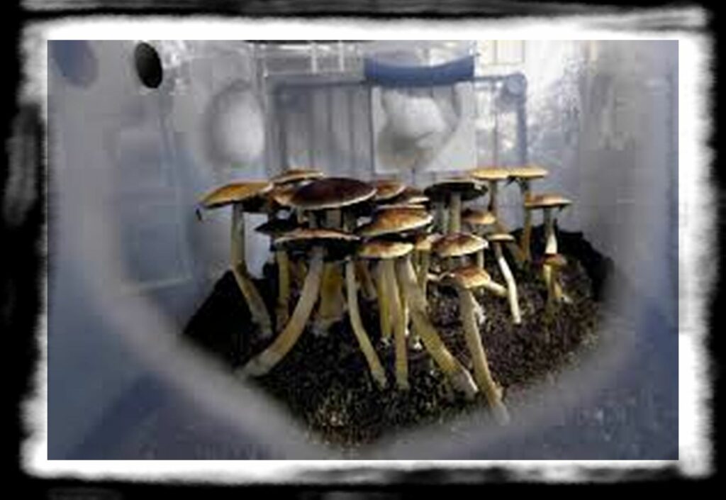 Strongest Magic Mushroom Species th TDP L MUSHROOMS FJA FJA a