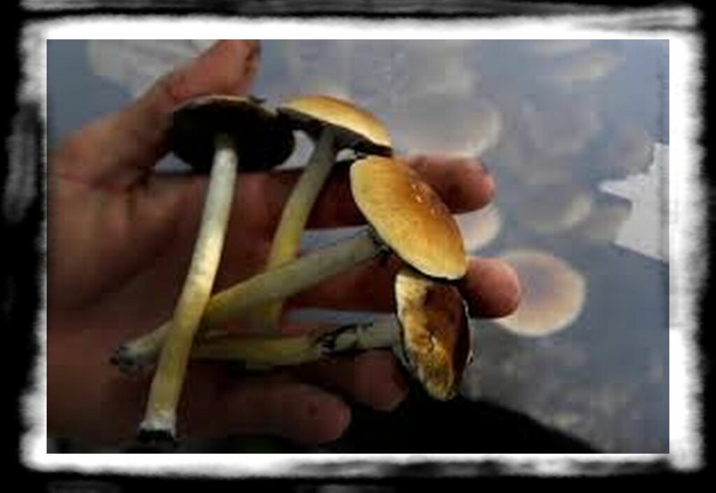 Strongest Magic Mushroom Species th TDP L MUSHROOMS FJA FJAa