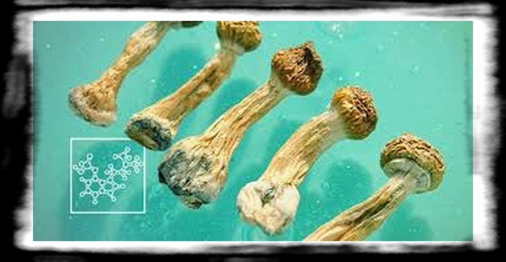 Strongest Magic Mushroom Species th The Active Ingredients In Magic Mushrooms