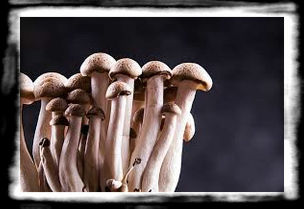 Strongest Magic Mushroom Species th The strongest mushroom strain