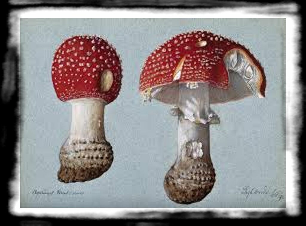 Strongest Magic Mushroom Species th The fly agaric fungus Amanita muscaria two fruiting bodie Wellcome V copy