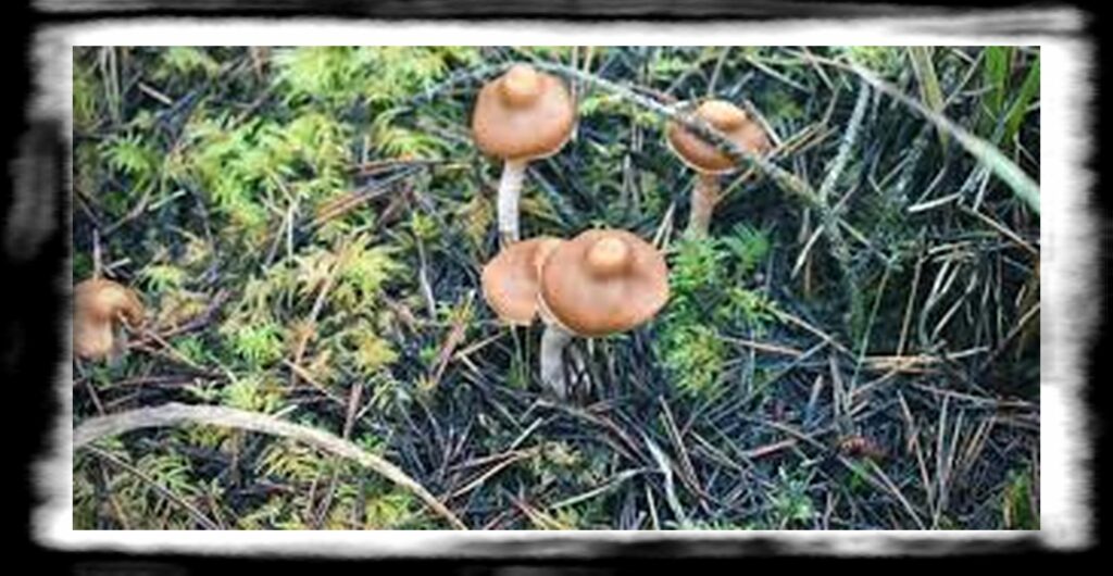 Strongest Magic Mushroom Species th Which Magic Mushroom Is The Strongest