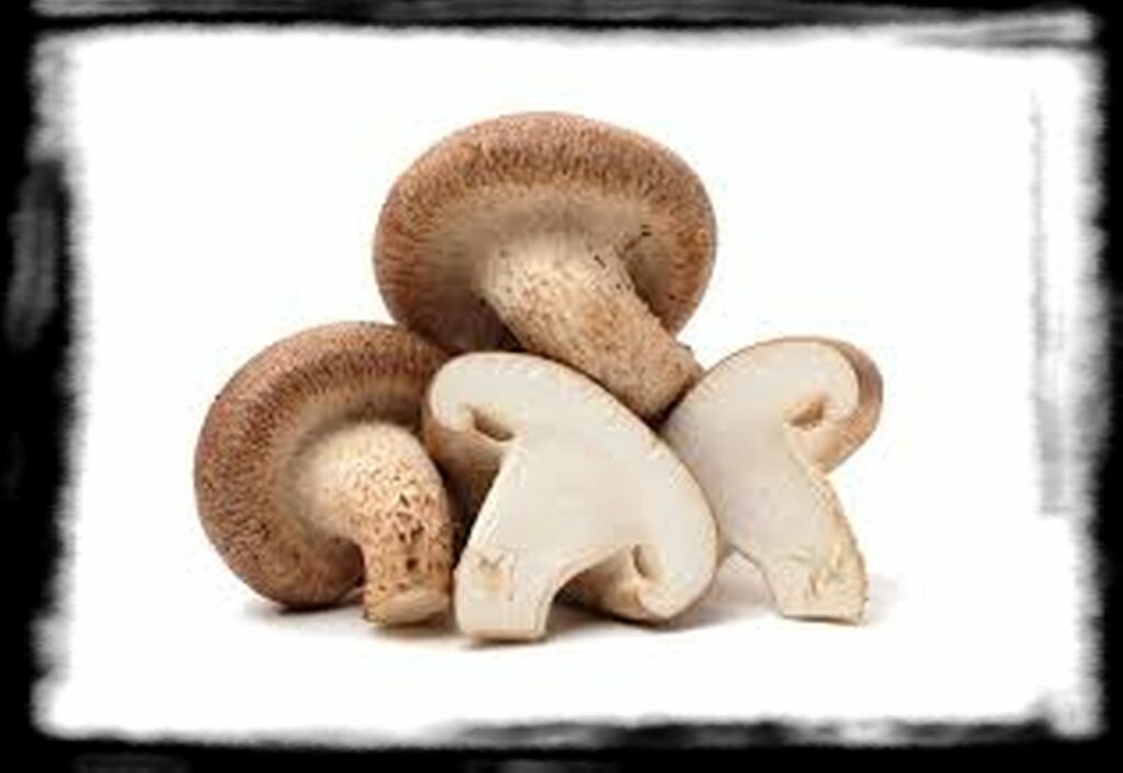 Strongest Magic Mushroom Species th Mushrooms