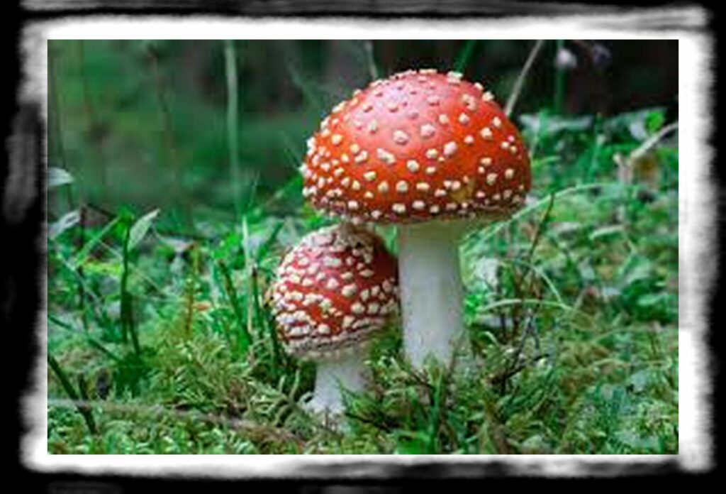 Strongest Magic Mushroom Species th amanita muscaria