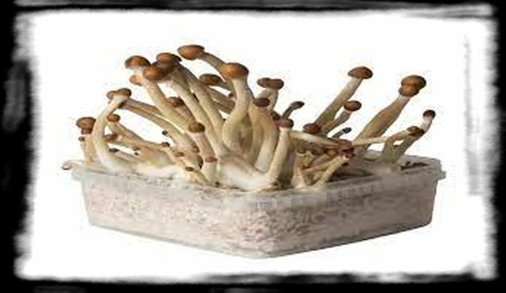 Strongest Magic Mushroom Species th id