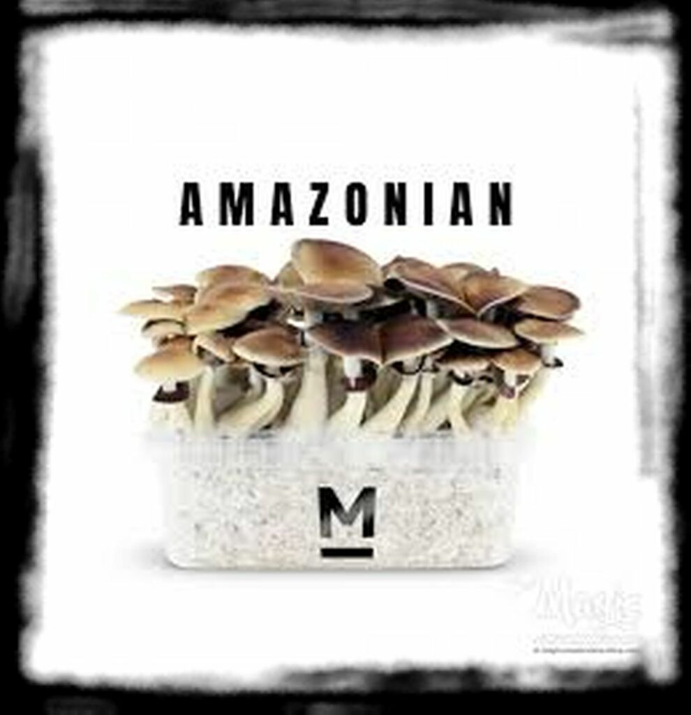 Strongest Magic Mushroom Species th amazonian mondo magic mushroom kit main
