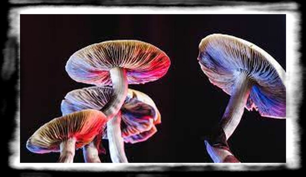 Strongest Magic Mushroom Species th an introduction to five psychedelics psilocybin dmt lsd mdma and ketamine x