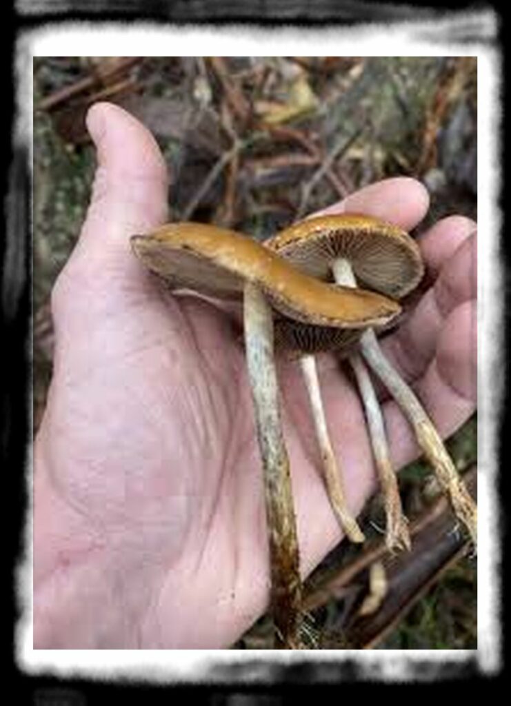 Strongest Magic Mushroom Species th are these magic mushrooms found in victoria v sfmbqtajj