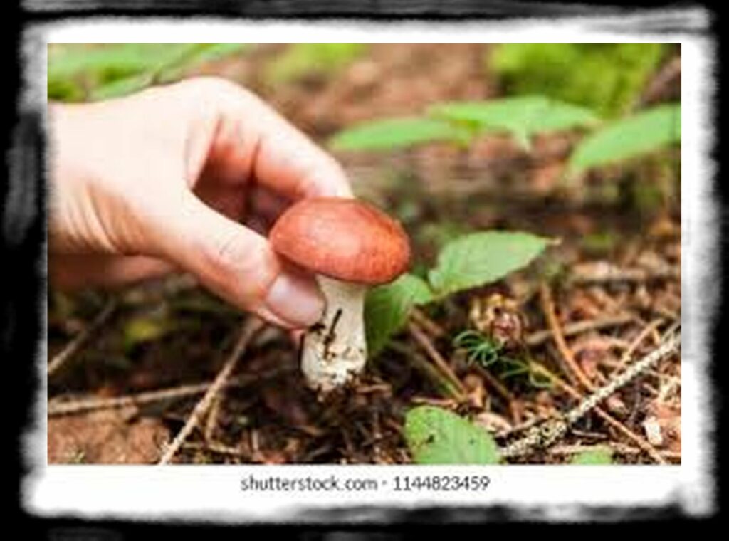 Strongest Magic Mushroom Species th autumn picking wild brown cap nw