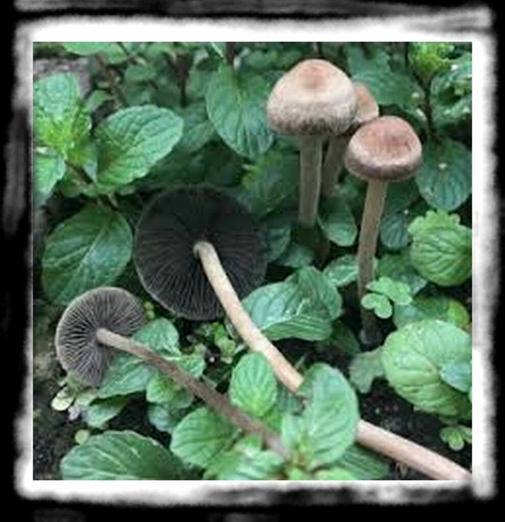 Strongest Magic Mushroom Species th banded mottlegill image x