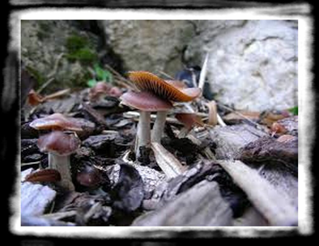 Strongest Magic Mushroom Species th cplu fig m