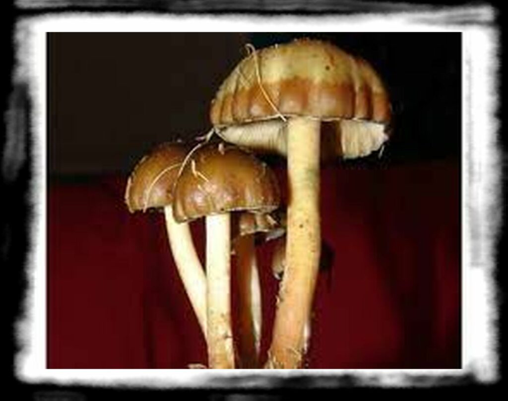 Strongest Magic Mushroom Species th entheogenic community x
