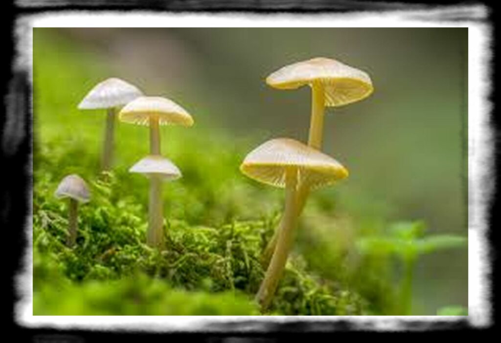 Strongest Magic Mushroom Species th from squarespace AdobeStock
