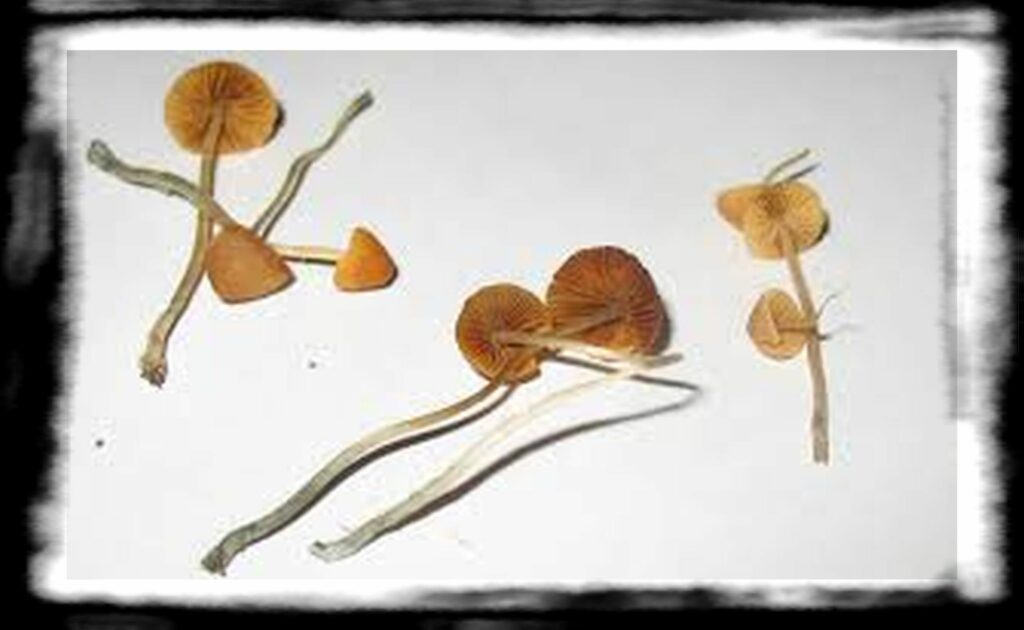 Strongest Magic Mushroom Species th guide to magic mushrooms e
