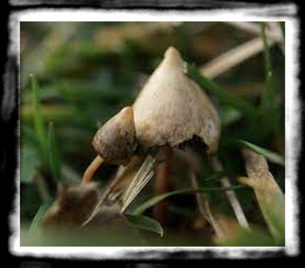 Strongest Magic Mushroom Species th iceers psilocybin psycheplants e