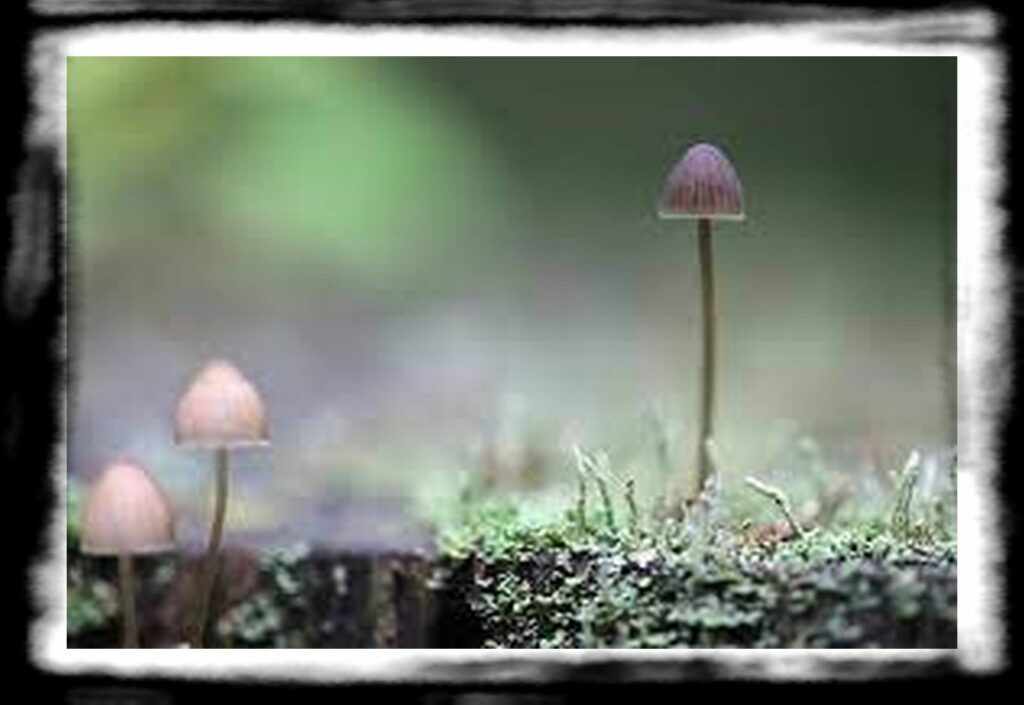 Strongest Magic Mushroom Species th magic mushroom