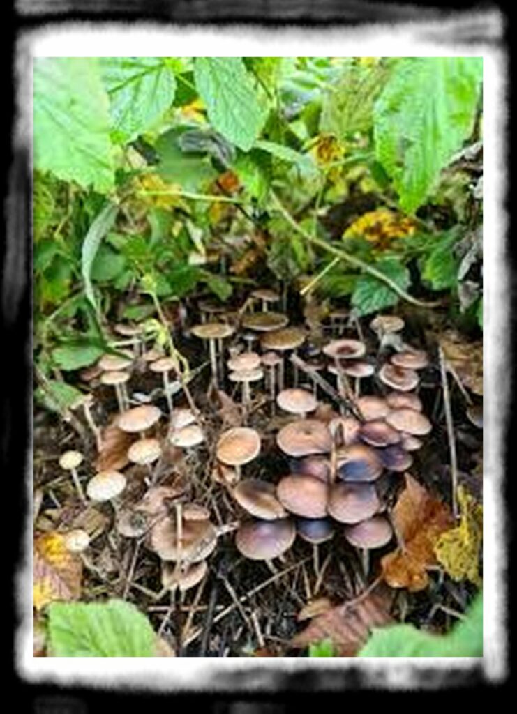 Strongest Magic Mushroom Species th magic mushroom season of has already begun read v nmggntalv