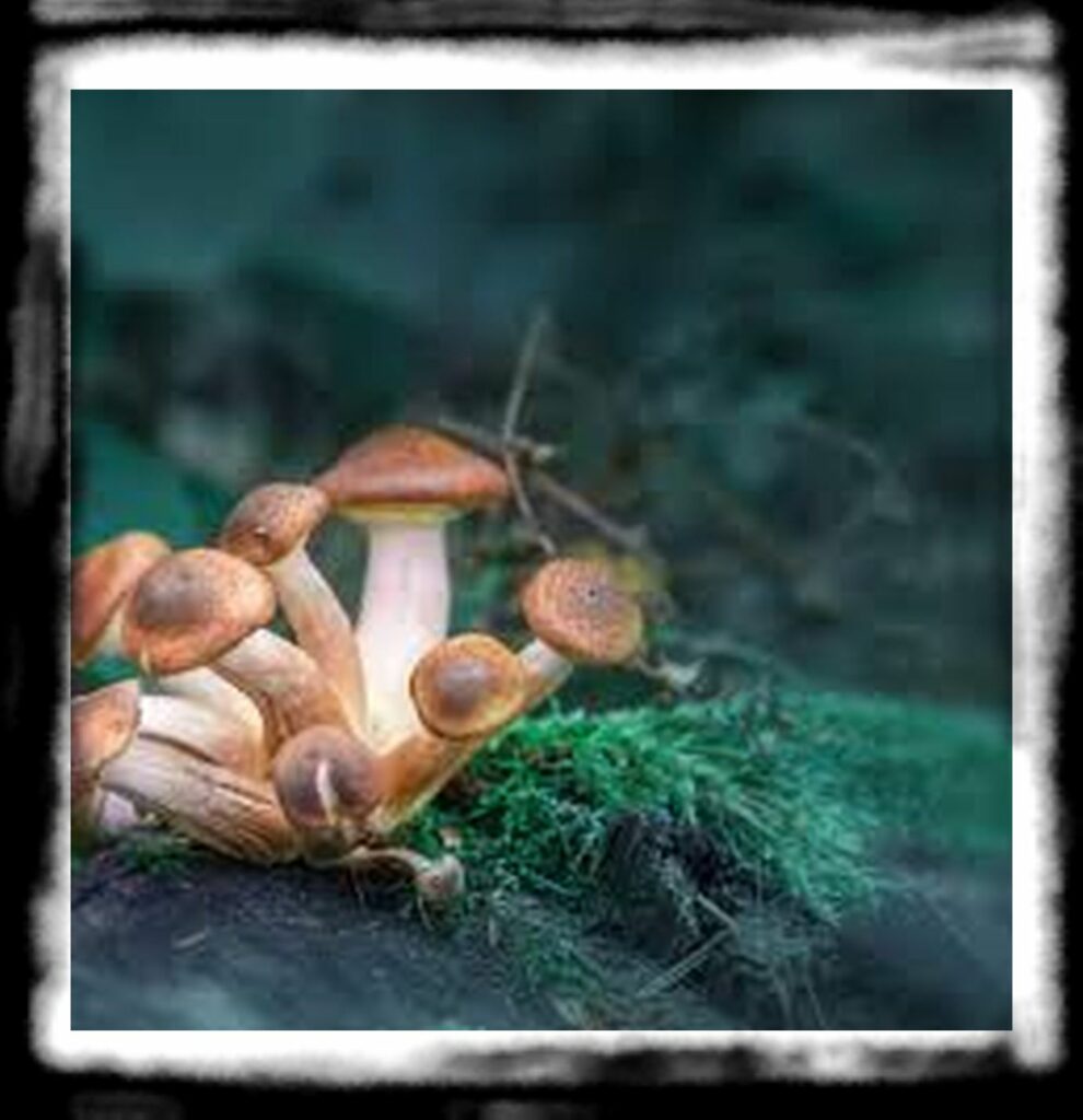 Strongest Magic Mushroom Species th magic mushrooms