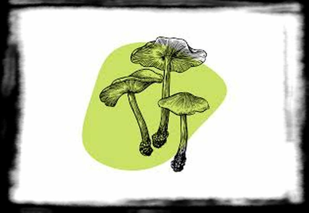 Strongest Magic Mushroom Species th magic mushrooms cover