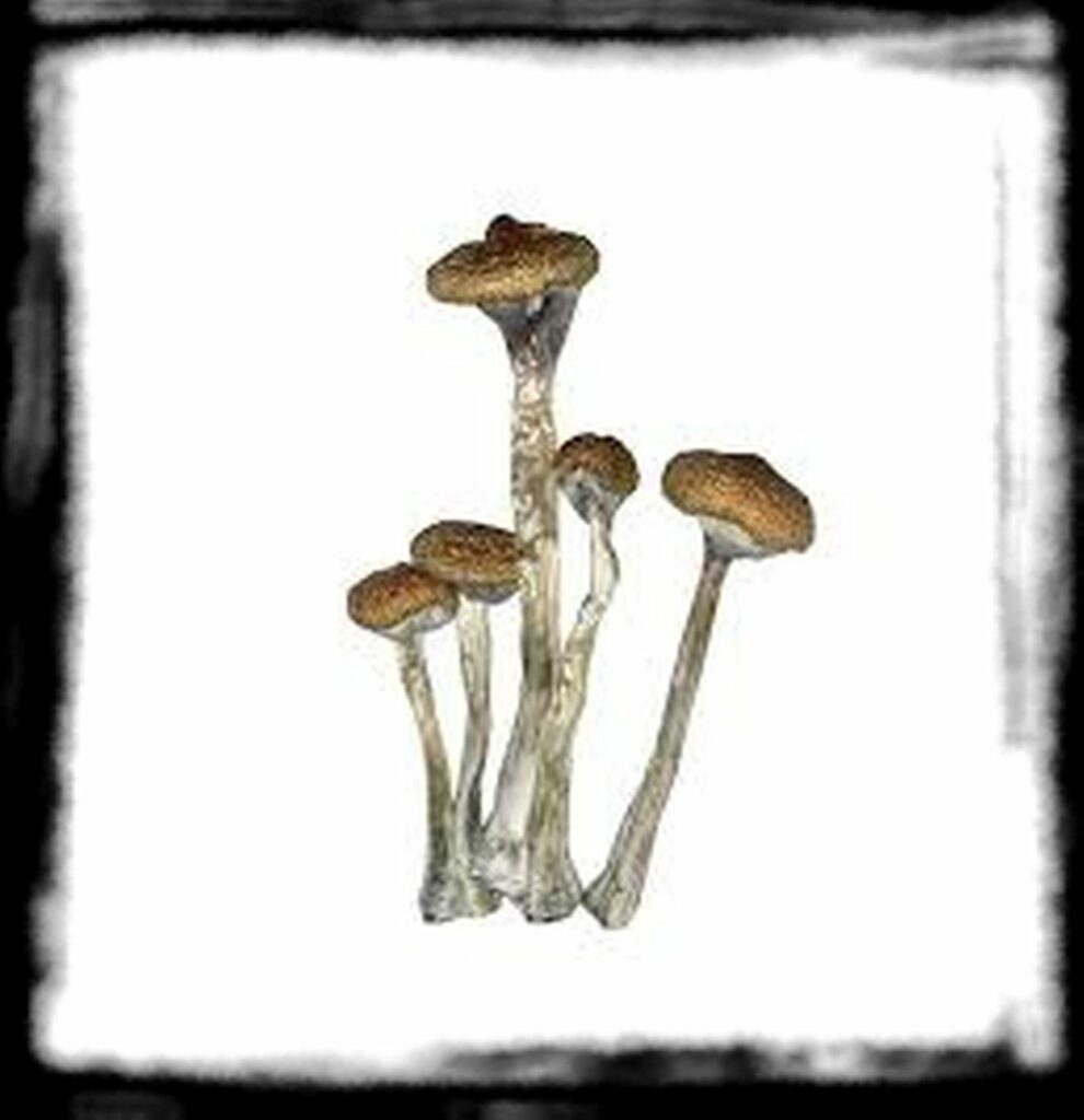 Strongest Magic Mushroom Species th mazatapec e x