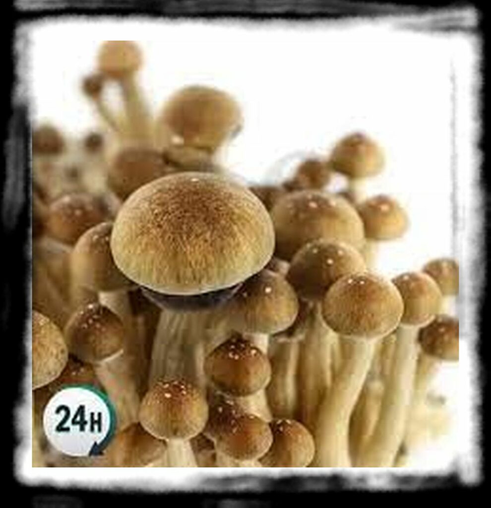 Strongest Magic Mushroom Species th mc kenna mushroom