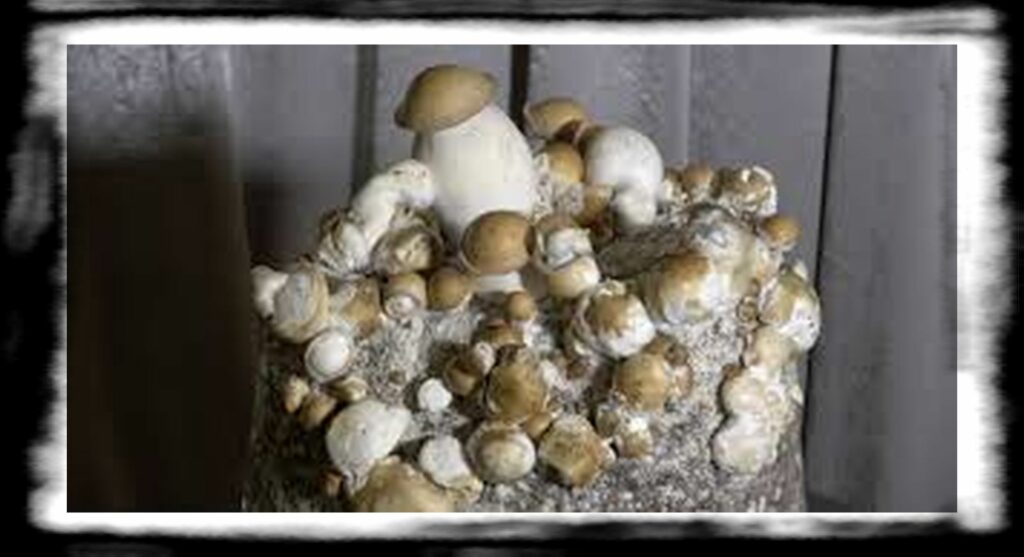 Strongest Magic Mushroom Species th microsoftteams image