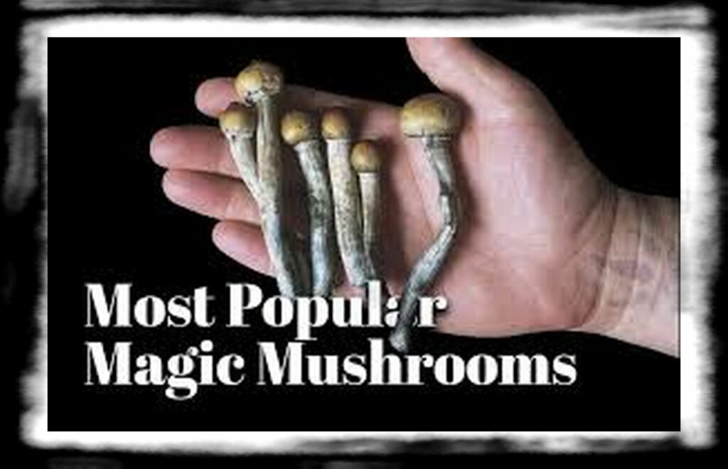 Strongest Magic Mushroom Species th most popular magic mushrooms canada x