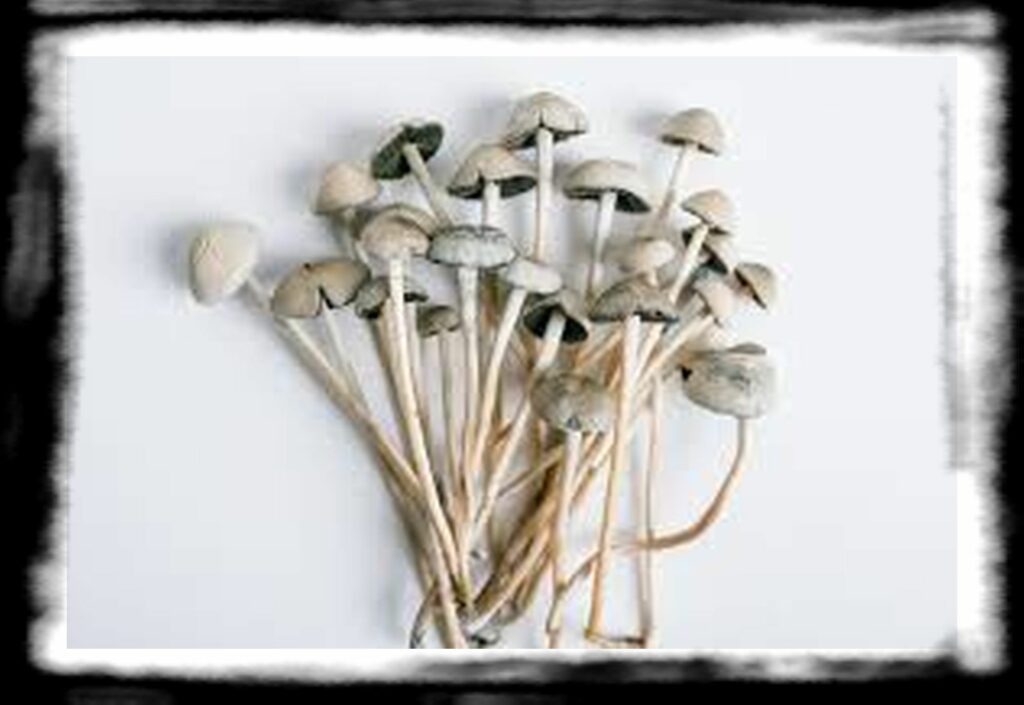 Strongest Magic Mushroom Species th most potent magic mushrooms Panaeolus Cyanescens