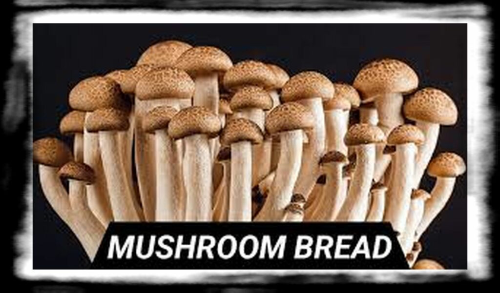 Strongest Magic Mushroom Species th mushroom bread