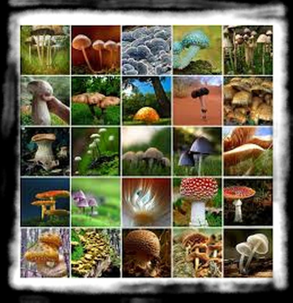 Strongest Magic Mushroom Species th mushroom mosaic min