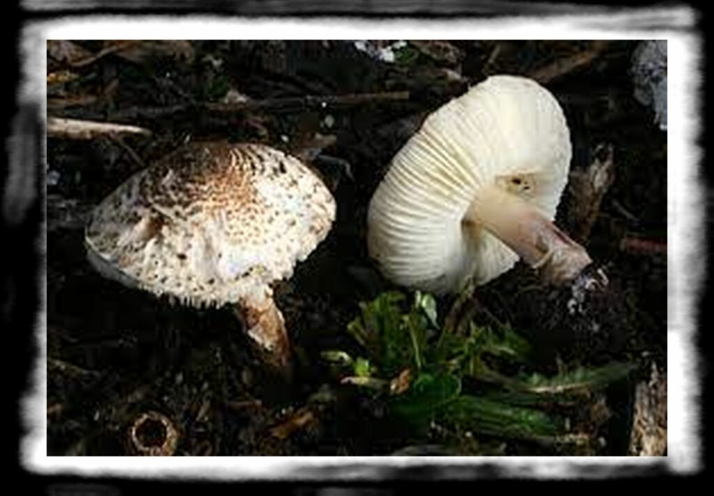 Strongest Magic Mushroom Species th mushrooms Massy France