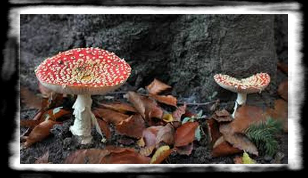 Strongest Magic Mushroom Species th paddenstoel