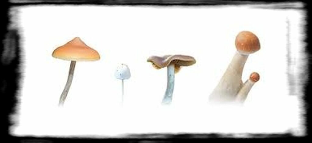 Strongest Magic Mushroom Species th paddo s vergelijken