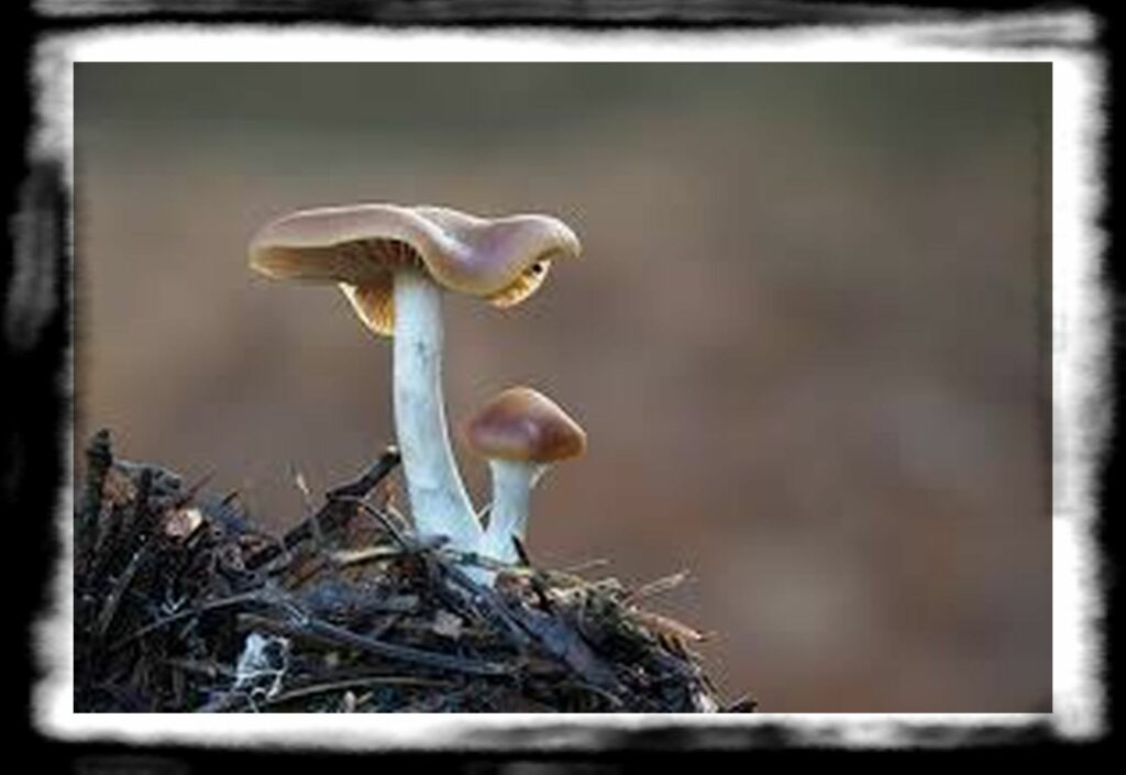 Strongest Magic Mushroom Species th paddo s vergelijken p