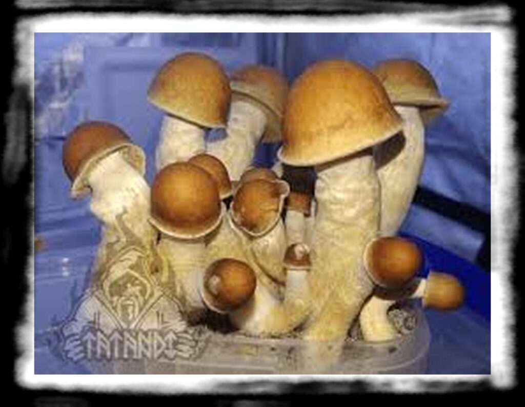 Strongest Magic Mushroom Species th paintastic