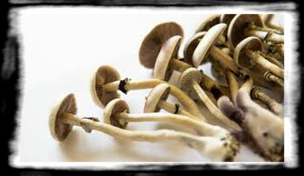 Strongest Magic Mushroom Species th parts of a magic mushroom feature