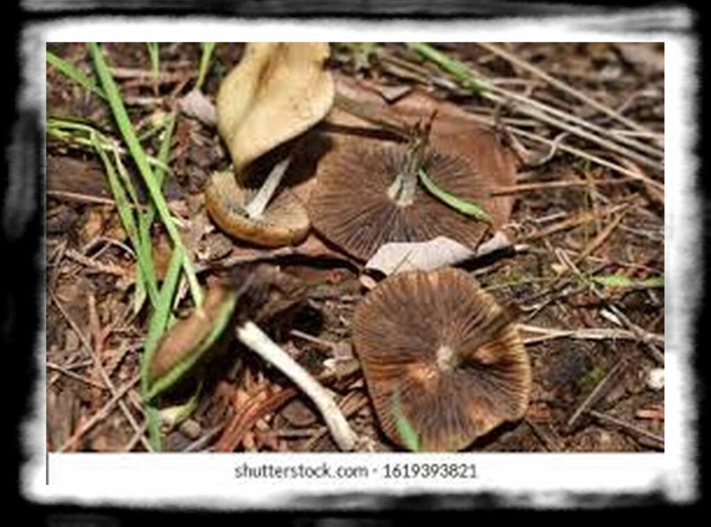 Strongest Magic Mushroom Species th potent psilocybe cyanescens wavy cap nw