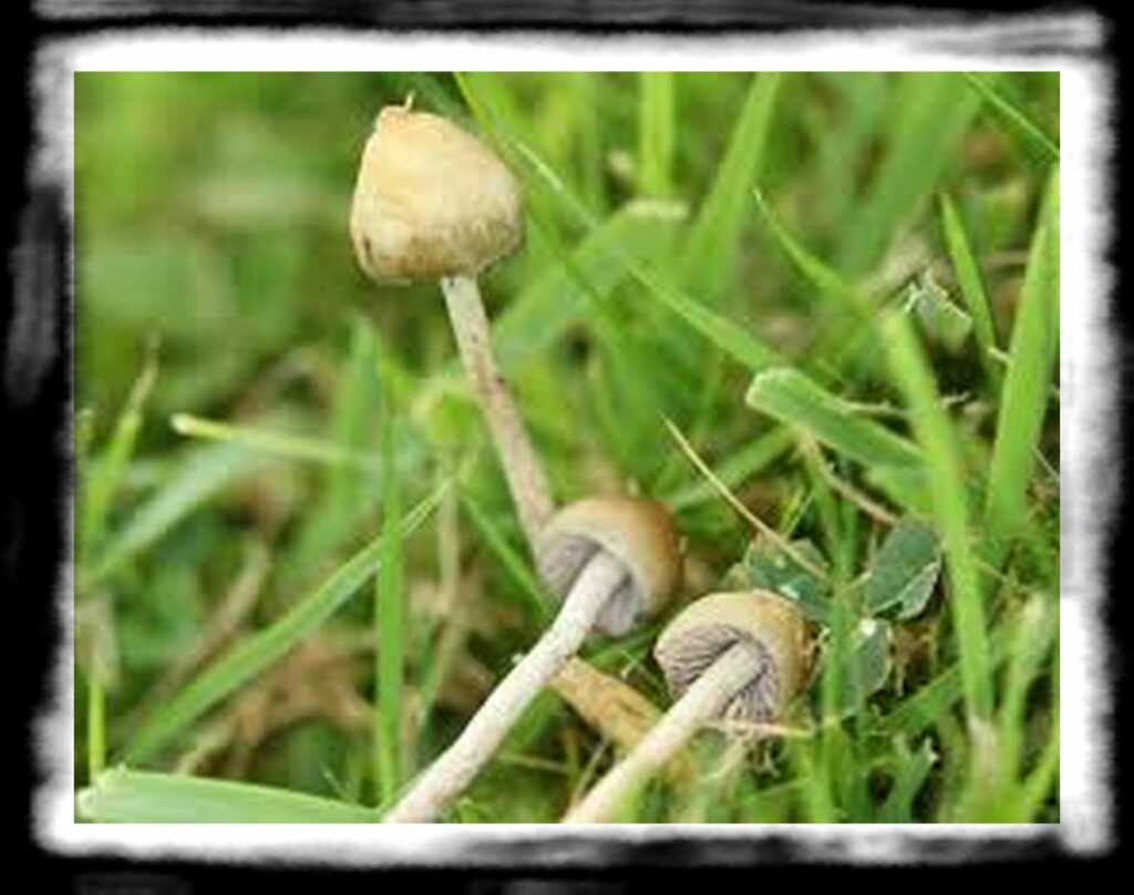 Strongest Magic Mushroom Species th psilocybe semilanceata