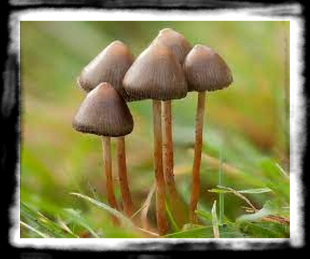 Strongest Magic Mushroom Species th psilocybe semilanceata