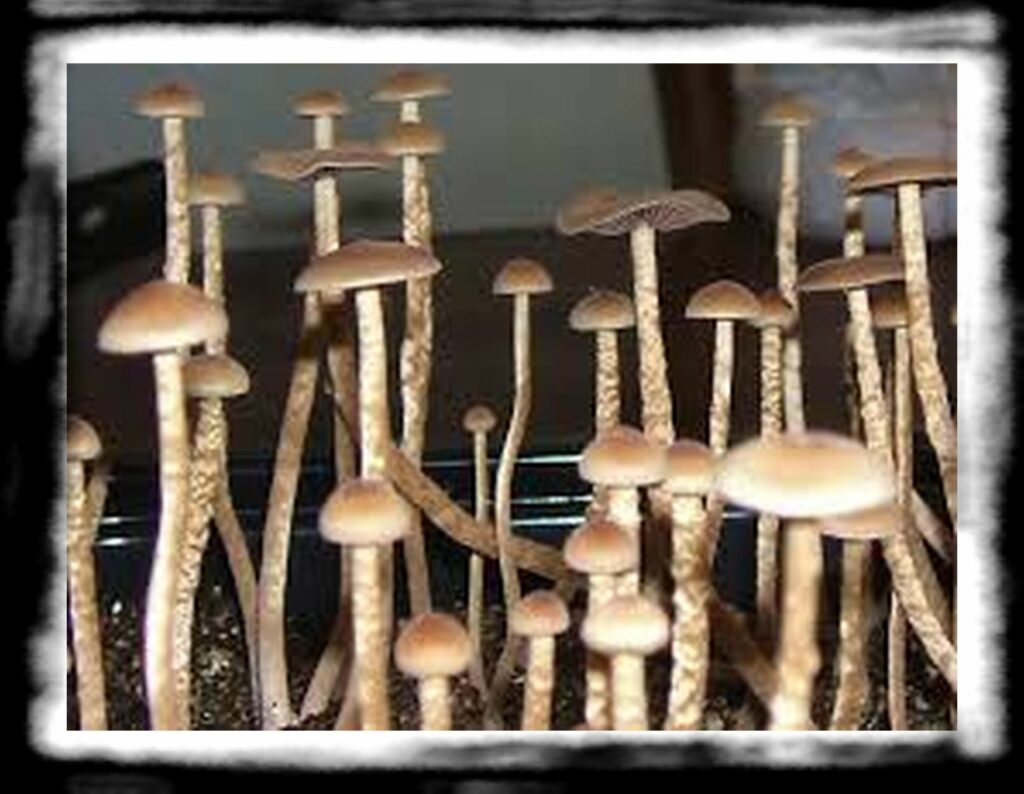Strongest Magic Mushroom Species th psilocybe tampanensis strongest strain of muschroom kingcrop