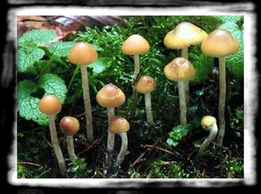 Strongest Magic Mushroom Species th psilocybe bohemica big