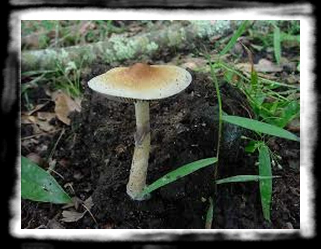 Strongest Magic Mushroom Species th psilocybin cubensis strongest strain of muschroom kingcrop