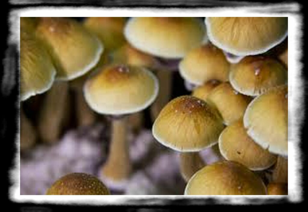 Strongest Magic Mushroom Species th psilocybin mushrooms